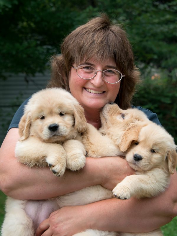 Golden shop pups kennel