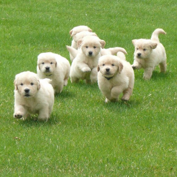 AKC Golden Retriever Puppies Wisconsin